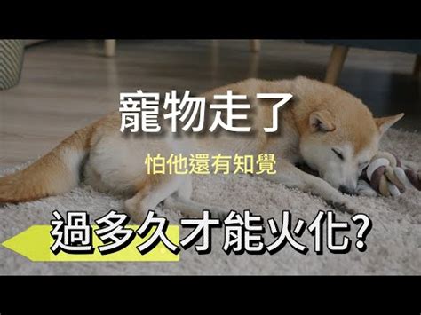 狗狗死後|【寵物離世】別慌！瞭解4大禁忌/處理方式/火化費用 與牠體面告別